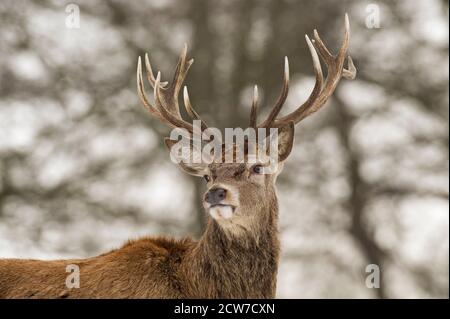 Red Deer (Cervus elephus) stag en neige, Richmond Park, London, UK Banque D'Images