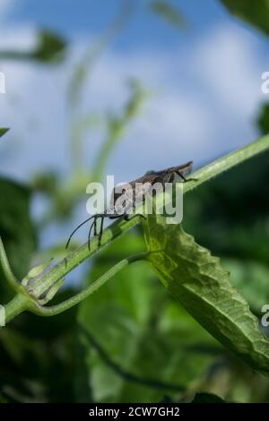 Brun insecte brun marmoré sur une branche en Indonésie Banque D'Images