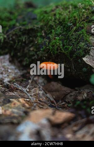 Un champignon orange vif dans les Adirondacks Banque D'Images