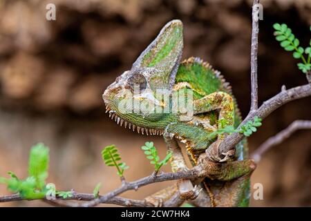 Vieled Chameleon Chamaeleo caliptratus est une espèce de caméléon originaire de la péninsule arabe au Yémen et en Arabie Saoudite. Afrique Banque D'Images