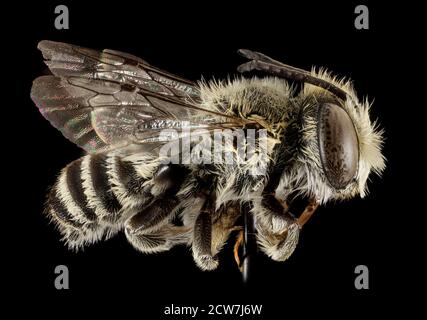 Megachile concinna, M, Side, Porto Rico, Boqueron 2014-09-18-14.24.15 ZS Pmax Banque D'Images