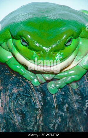 White's ou Australian Green Tree Frog, (Litoria caerulea,) d'Australie et de Nouvelle-Guinée. Une posture typiquement pensive. Banque D'Images