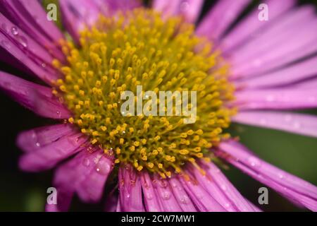 Gros plan de la fleur d'Aster avec gouttes de pluie Banque D'Images