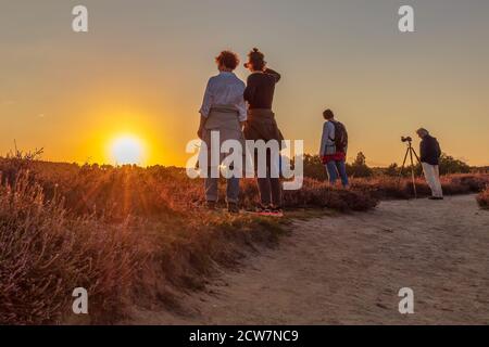 Rheden, pays-Bas - 24 août 2020 : visiteurs du parc national Veluwezoom profitant du coucher de soleil sur les collines de Posbank avec la lande pourpre en fleur dans t Banque D'Images