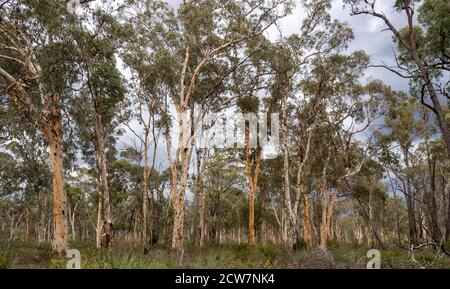 Forêt de Mallee d'eucalyptus dans le parc national de Wandoo à Perth Hills en Australie occidentale. Banque D'Images