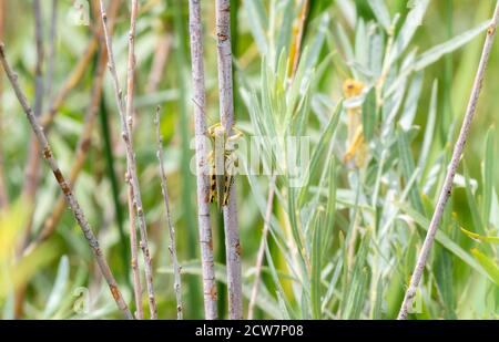 Un écolo-shopper différentiel coloré (Melanoplus différentialis) Perchée sur une tige en bois séché dans le nord du Colorado Banque D'Images