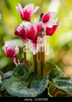 Demi-hybride rose et blanc robuste de l'automne à Fleurs d'hiver Cyclamen persicum Banque D'Images