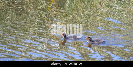 Deux poussins de cuisiniers à bouton rouge isolés dans l'eau Banque D'Images