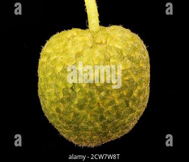 Image d'une fleur de Sycamore américain (Platanus occidentalis) prise dans le comté de Howard, Maryland, le 17 mai 2018. La photo capture les détails complexes de la fleur dans le cadre d'une étude de suivi et d'inventaire de la biodiversité régionale. Banque D'Images
