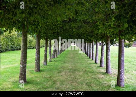 Rangée d'arbres Houghton Hall North Norfolk, Angleterre Banque D'Images