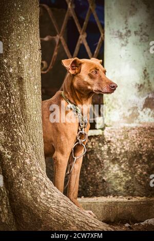 Chien de garde demi-race avec un collier rugueux autour de son cou debout à l'extérieur d'une vieille maison à côté d'un tronc d'arbre Banque D'Images