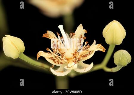 Tilia americana, American Basswood, GFG, Howard County, MD, Helen Lowe Metzman 2018-06-20-23.33.03 ZS Pmax UDR Banque D'Images