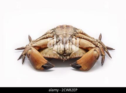 Crabe de mer frais, cru et comestible, isolé sur fond blanc. Banque D'Images