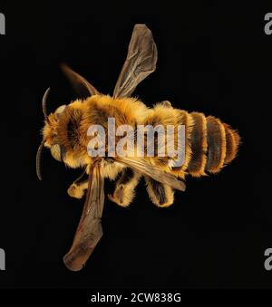 Lithurgus chrysurus, m, retour, comté de Pika, PA 2019-03-22-01.32.36 ZS Pmax UDR Banque D'Images