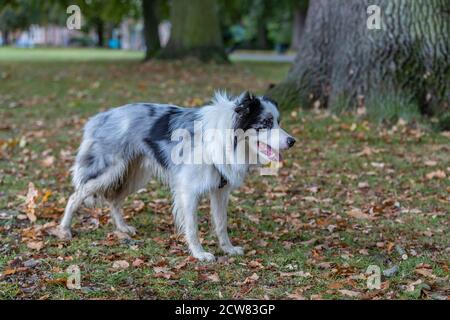 Collie tricolore se tenait à Abington Park en attendant son propriétaire, Northampton, Angleterre, Royaume-Uni. Banque D'Images