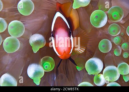 Poisson d'anémone de Clark (Amphiprion clarkii) Banque D'Images