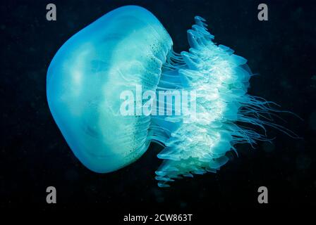 Nomad Jellyfish (Rhopilema Nomadica), Sulawesi, Indonésie, Banque D'Images
