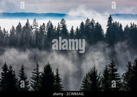 Forêt dans le brouillard du matin. Brouillard divisé par les rayons du soleil. Banque D'Images