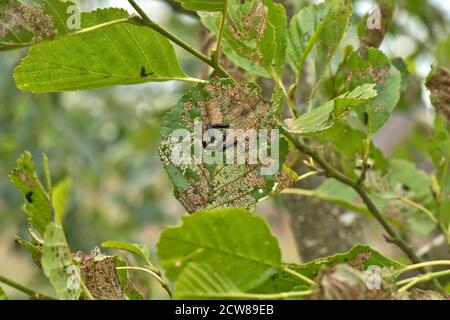 Dendroctone de l'aulne (Agelastica alni) larves noires et dommages foliaires graves à l'aulne (Alnus glutinosa) arbre, Berkshire, juillet Banque D'Images