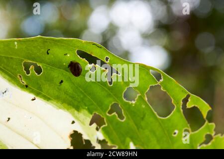 Une araignée et un jeune escargot reposent comme le soleil d'automne Découvrez les couleurs des feuilles de Hosta dans le petit jardin des landes À 900 pieds dans Niddoworth Banque D'Images