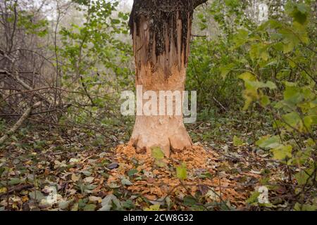 Gros plan de l'écorce d'un grand tronc d'arbre, rongé par des castors dans la forêt. Banque D'Images