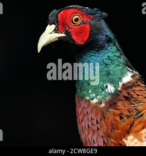 Pheasant à col en anneau ( Phasianus colchicus ), mâle adulte, gros plan du plumage de la tête sur fond noir sous-exposé, pays de Galles 2020 Banque D'Images