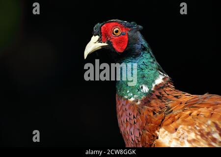 Pheasant à col en anneau ( Phasianus colchicus ), mâle adulte, gros plan du plumage de la tête sur fond noir sous-exposé, pays de Galles 2020 Banque D'Images