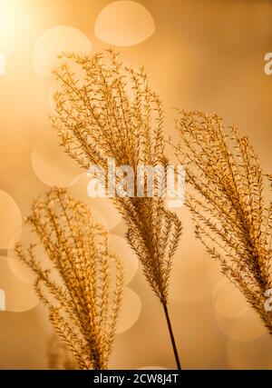 Couleurs dorées de l'automne et de l'herbe de pampas wispy Banque D'Images