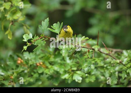 Mâle adulte Siskin eurasien (Carduelis spinus) perché dans les bois. Pays de Galles, août 2020. Banque D'Images