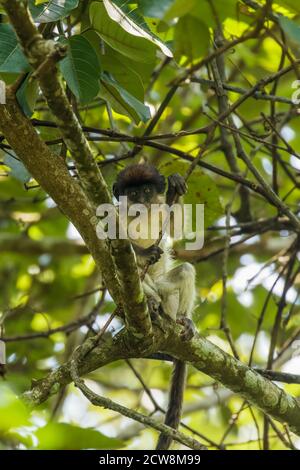 Nouveau-né singe colobus rouge sauvage ougandais dans une branche, forêt nationale de Kibale, Ouganda. Banque D'Images