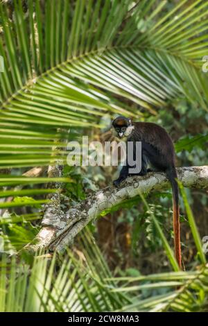 Un singe à queue rouge de Schmidt se trouve curieusement dans les branches d'un arbre lorsque la troupe familiale prend une pause, forêt nationale de Kibale, Ouganda. Banque D'Images