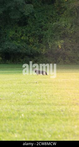 Coyote dans le parc national de la vallée de cuyahoga Banque D'Images