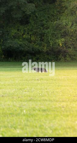 Coyote dans le parc national de la vallée de cuyahoga Banque D'Images