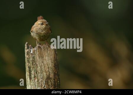 Wren d'hiver adulte ( Troglodytes troglodytes ) perchée parmi les herbes d'été du pays de Galles 2020. Banque D'Images