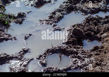 Empreintes de vache dans un sol noir humide. Une flaque sur le sol avec des traces de bétail. Banque D'Images