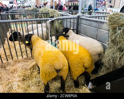 PARIS, FRANCE - Mars Circa, 2020. Deux Mutton suffolk race avec tête noire et laine jaune debout dans la boîte, gagnants de la Competion de l'internatio Banque D'Images