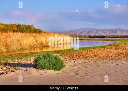 Magnifique paysage matinal avec une plaine inondable dans une zone semi-désertique avec roseaux et montagnes en automne; rivière SG au Kazakhstan Banque D'Images