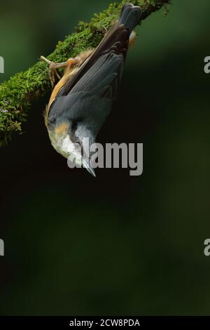 Nuthatch eurasien (Sitta Europaea) Banque D'Images