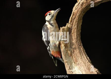 Portrait du grand pic tacheté juvénile ( Dendrocopos Major ) montrant des marques rouges distinctives dans les bois gallois, été 2020. Banque D'Images