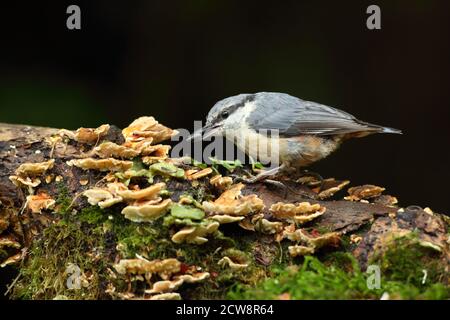 Nuthatch eurasien (Sitta Europaea) caching NUTS on Moss. Prise août 2020. Banque D'Images