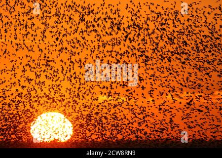 Red Knot (Calidris canutus) floqué de milliers au coucher du soleil avec un ciel orange pendant la RSPB Snettisham Wader spectaculaire. Octobre 2019. Banque D'Images