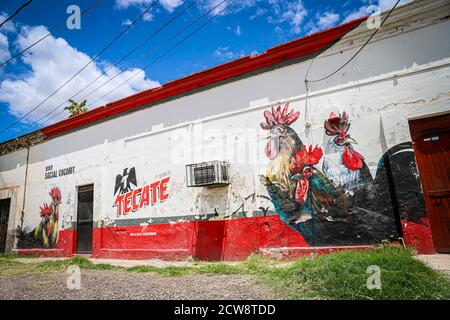 Façade d'une cantina mexicaine appelée Bar social Cócorit dans la ville de Cócorit, Sonora Mexique. Cócorit est une communauté yaqui de la municipalité de Obregon, Sonora, Mexique. Cócorit est une ville mexicaine appartenant à la municipalité de Cajeme, elle est l'une des huit villes du groupe ethnique Yaquis. Murale ou peinture de coqs et de bière Tecate (photo: Luis Gutierrez par NortePhoto.com) Fachada de Cantina mexicana llamada Bar social Cócorit en el pueblo Cócorit, Sonora Mexico. Cócorit es una comunidad Yaqui en el municipio de Obregon, Sonora, Mexique. Cócorit es un pueblo mexicano perteneciente al mun Banque D'Images