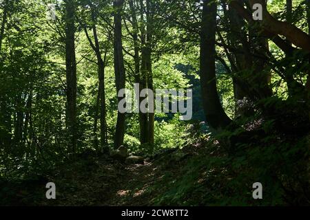 sentier dans un vieux bosquet de hêtre ombragé sur un flanc de montagne Banque D'Images