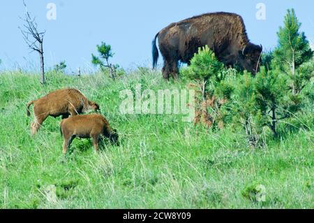 Un grand bison et deux veaux paître sur le flanc de la colline dans le parc national Custer, Dakota du Sud, États-Unis. Banque D'Images