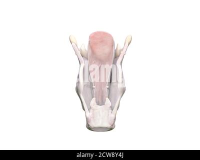 Anatomie du larynx. Le larynx est composé de cartilages différents : thyroïde, arythénoïdes, criciod, épiglottis et os hyoïdien. Les cordes vocales sont essentielles dans p Banque D'Images