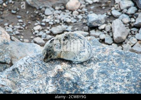 Un Pika recherche de nourriture le long des rochers alpins dans les montagnes Rocheuses, au Colorado, aux États-Unis. Banque D'Images