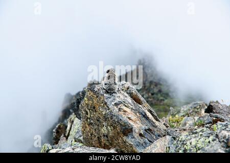 Un Pika assis sur un sommet de montagne, en regardant les nuages qui se roulent. Rocky Mountain National Park, Colorado, États-Unis. Banque D'Images