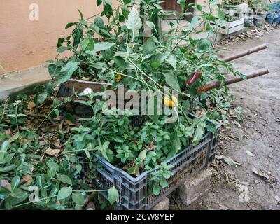 culture de légumes en éléments recyclés, cultures urbaines, poivrons Banque D'Images