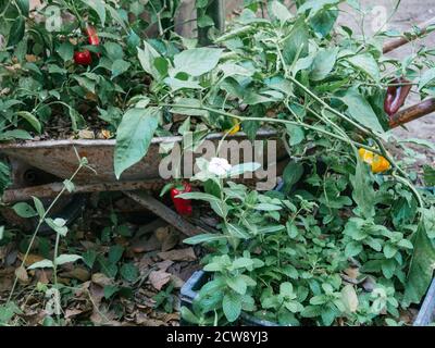 culture de légumes en éléments recyclés, cultures urbaines, poivrons Banque D'Images