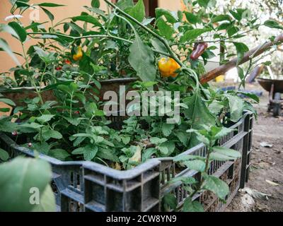 culture de légumes en éléments recyclés, cultures urbaines, poivrons Banque D'Images